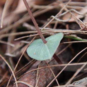 Acianthus fornicatus at Moruya, NSW - suppressed