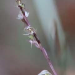 Acianthus fornicatus at Moruya, NSW - suppressed