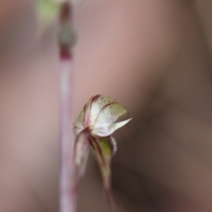 Acianthus fornicatus at Moruya, NSW - suppressed