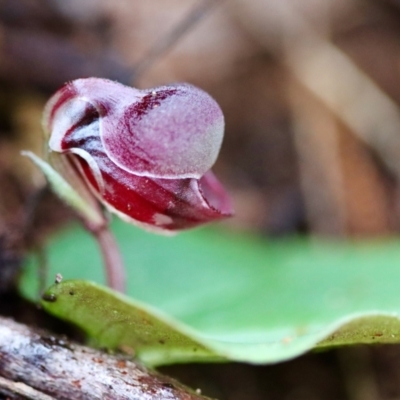 Corybas unguiculatus (Small Helmet Orchid) at Moruya, NSW - 24 Jun 2023 by LisaH