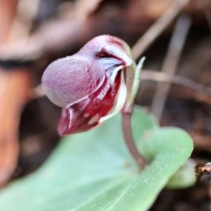 Corybas unguiculatus at Moruya, NSW - 24 Jun 2023