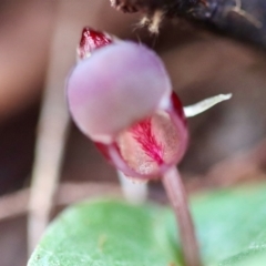 Corybas unguiculatus at Moruya, NSW - suppressed