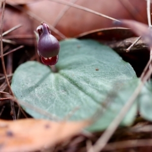 Corybas unguiculatus at Moruya, NSW - 24 Jun 2023