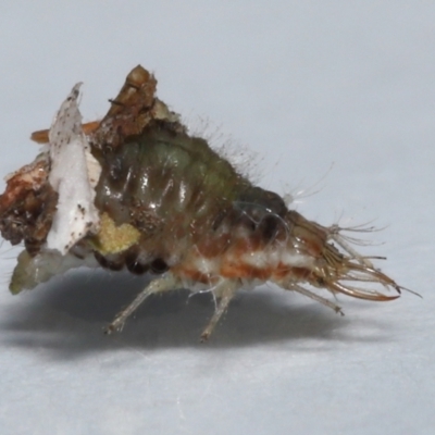 Chrysopidae (family) at Wellington Point, QLD - 24 Jun 2023 by TimL