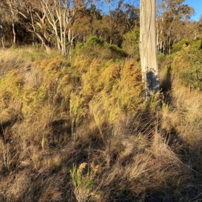 Cassinia sifton (Sifton Bush, Chinese Shrub) at Mount Majura - 24 Jun 2023 by waltraud