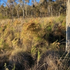 Cassinia sifton at Hackett, ACT - 24 Jun 2023