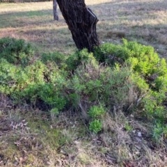 Dimorphotheca ecklonis at Hackett, ACT - 24 Jun 2023