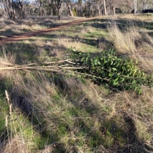 Ligustrum lucidum at Hackett, ACT - 24 Jun 2023 03:31 PM