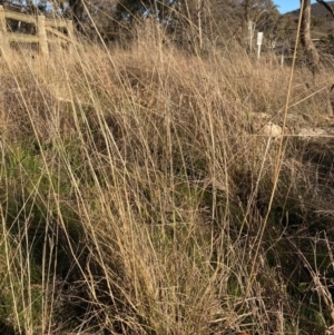 Eragrostis curvula at Hackett, ACT - 24 Jun 2023