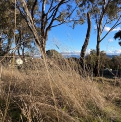 Eragrostis curvula at Hackett, ACT - 24 Jun 2023 03:30 PM