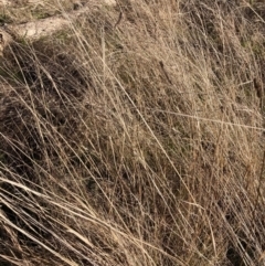 Eragrostis curvula at Hackett, ACT - 24 Jun 2023 03:30 PM