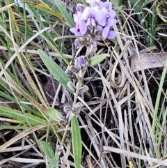 Hovea heterophylla (Common Hovea) at The Pinnacle - 24 Jun 2023 by sangio7