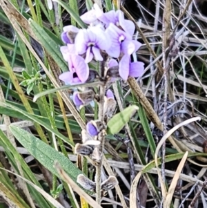 Hovea heterophylla at Hawker, ACT - 24 Jun 2023 02:36 PM