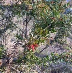 Grevillea sp. (Grevillea) at Hackett, ACT - 24 Jun 2023 by waltraud