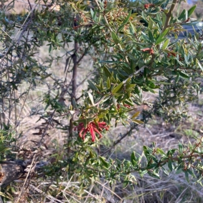 Grevillea sp. (Grevillea) at Hackett, ACT - 24 Jun 2023 by waltraud