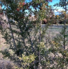 Grevillea sp. at Hackett, ACT - 24 Jun 2023