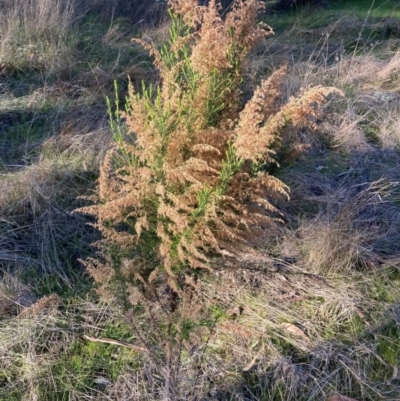 Cassinia sifton (Sifton Bush, Chinese Shrub) at Mount Majura - 24 Jun 2023 by waltraud