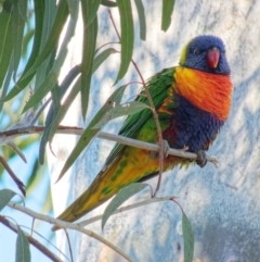 Trichoglossus moluccanus (Rainbow Lorikeet) at Downer, ACT - 24 Jun 2023 by RobertD