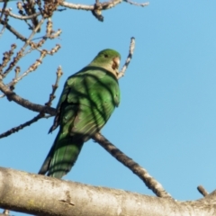 Alisterus scapularis (Australian King-Parrot) at Downer, ACT - 25 Jun 2023 by RobertD