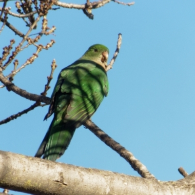 Alisterus scapularis (Australian King-Parrot) at Downer, ACT - 24 Jun 2023 by RobertD