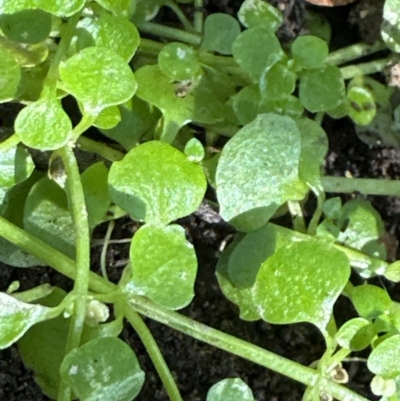 Callitriche muelleri (Round Water-starwort) at Kangaroo Valley, NSW - 25 Jun 2023 by lbradley