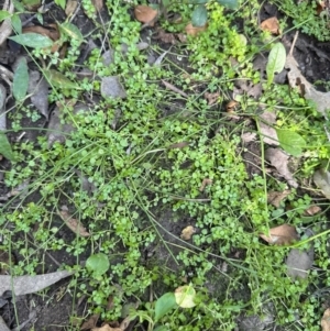 Callitriche muelleri at Kangaroo Valley, NSW - suppressed