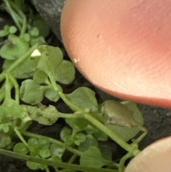 Callitriche muelleri at Kangaroo Valley, NSW - suppressed