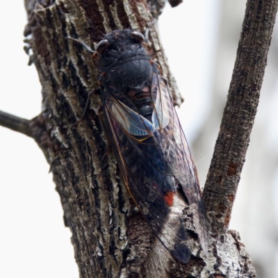 Yoyetta timothyi (Brown Firetail Cicada) at Namadgi National Park - 29 Dec 2022 by KorinneM