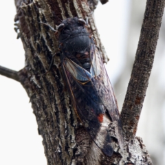 Yoyetta timothyi (Brown Firetail Cicada) at Paddys River, ACT - 29 Dec 2022 by KorinneM