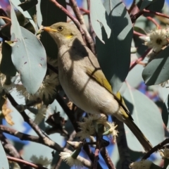 Ptilotula fusca (Fuscous Honeyeater) at Albury, NSW - 25 Jun 2023 by KylieWaldon