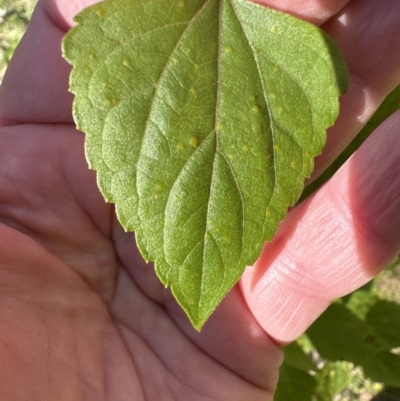 Ageratina adenophora (Crofton Weed) at Kangaroo Valley, NSW - 25 Jun 2023 by lbradley