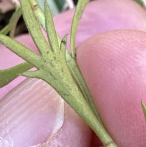 Haloragis heterophylla at Kangaroo Valley, NSW - suppressed