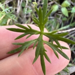 Haloragis heterophylla at Kangaroo Valley, NSW - suppressed