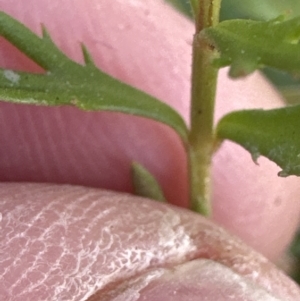 Haloragis heterophylla at Kangaroo Valley, NSW - suppressed