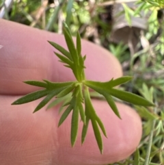 Haloragis heterophylla at Kangaroo Valley, NSW - suppressed