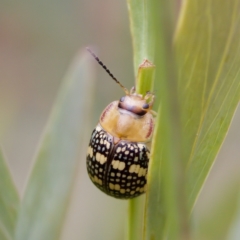 Paropsis pictipennis (Tea-tree button beetle) at Paddys River, ACT - 29 Dec 2022 by KorinneM