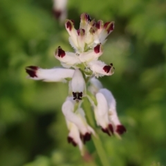 Fumaria capreolata (White Fumitory) at Albury - 25 Jun 2023 by KylieWaldon