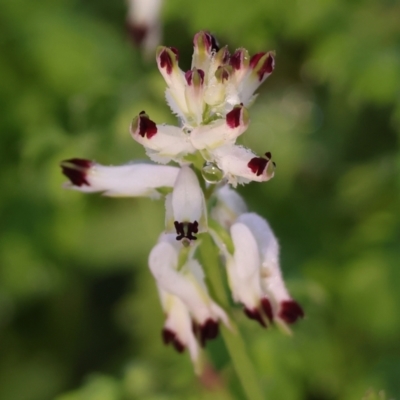 Fumaria capreolata (White Fumitory) at West Albury, NSW - 25 Jun 2023 by KylieWaldon