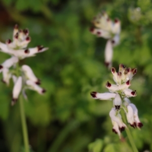 Fumaria capreolata at West Albury, NSW - 25 Jun 2023