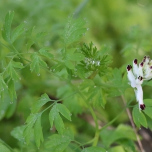 Fumaria capreolata at West Albury, NSW - 25 Jun 2023