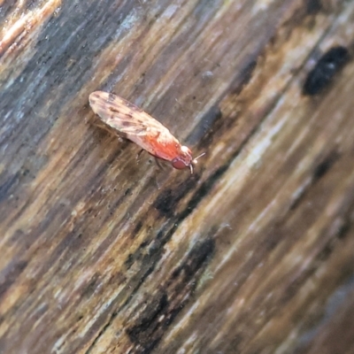Unidentified True fly (Diptera) at Albury - 25 Jun 2023 by KylieWaldon