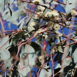 Eucalyptus nortonii at Albury, NSW - 25 Jun 2023 12:02 PM