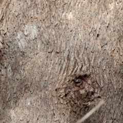 Eucalyptus nortonii at Albury, NSW - 25 Jun 2023 12:02 PM