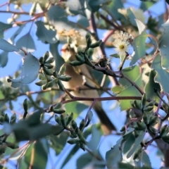 Eucalyptus nortonii at Albury, NSW - 25 Jun 2023 12:02 PM