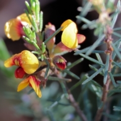 Dillwynia sericea (Egg And Bacon Peas) at Nail Can Hill - 25 Jun 2023 by KylieWaldon