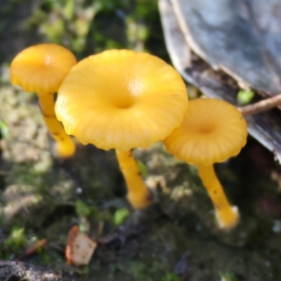 Lichenomphalia chromacea (Yellow Navel) at West Albury, NSW - 25 Jun 2023 by KylieWaldon