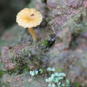 Lichenomphalia chromacea at West Albury, NSW - 25 Jun 2023 11:15 AM