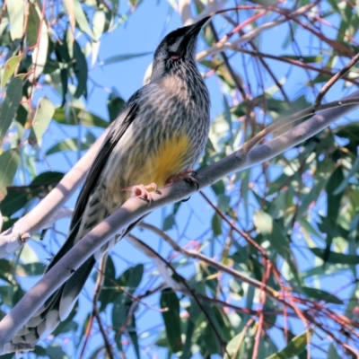 Anthochaera carunculata (Red Wattlebird) at Nail Can Hill - 25 Jun 2023 by KylieWaldon