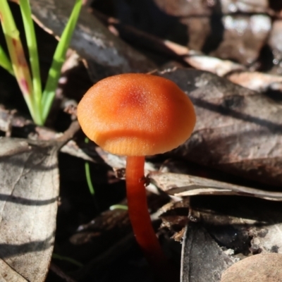 Unidentified Cap on a stem; gills below cap [mushrooms or mushroom-like] at Albury - 25 Jun 2023 by KylieWaldon