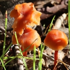 Laccaria sp. at Albury, NSW - 25 Jun 2023 12:06 PM